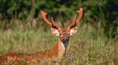 Jeleň všimol ussuriessky
